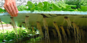 Sistema de raíz flotante son solución nutritiva
