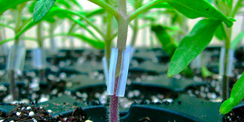 Cultivo Pepino