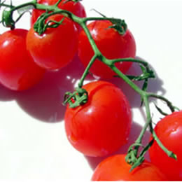 Jitomate Cherry