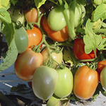 Semillas Jitomates