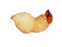 larva de picudo insecto