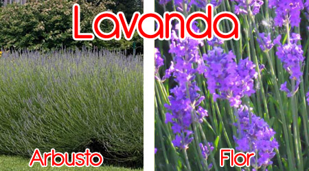Lavanda para elaboración de repelente orgánico