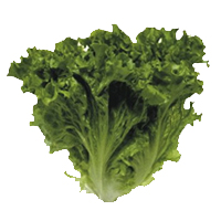 Lechuga