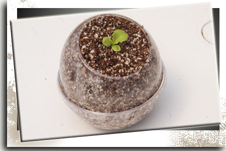 Lechuga Hidroponía