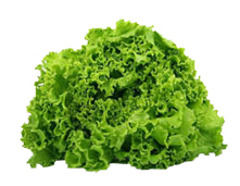Lechuga