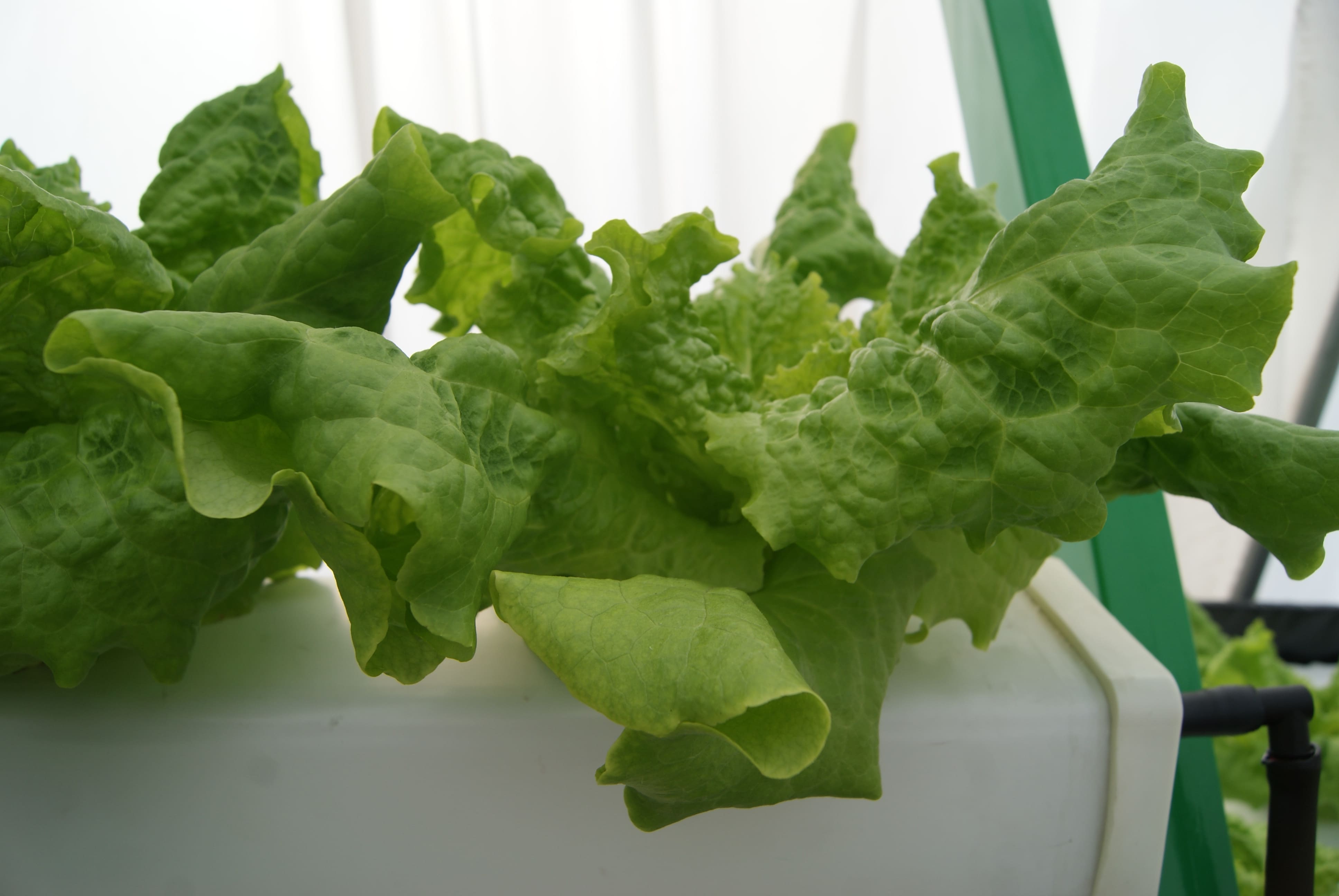 Lechuga en NFT hidroponía