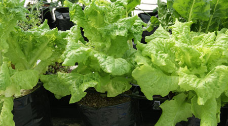 Lechuga en bolsa negra de sustrato