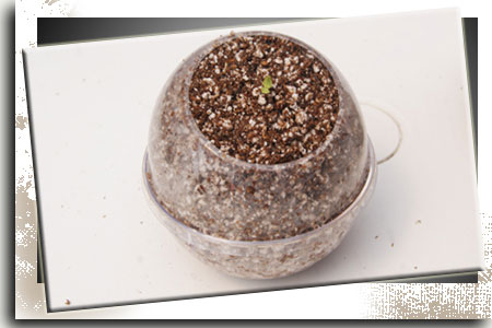 Lechuga Hidroponía