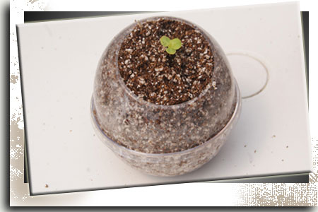 Lechuga Hidroponía