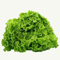 Guía: Variedades y características del cultivo de Lechuga