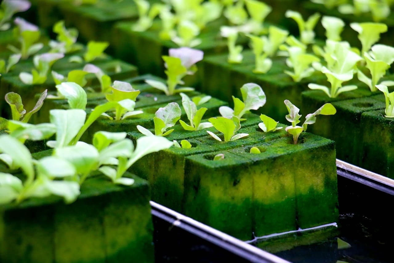 Lechuga en Foami agrícola