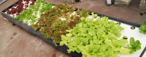 Listo para Cultivar