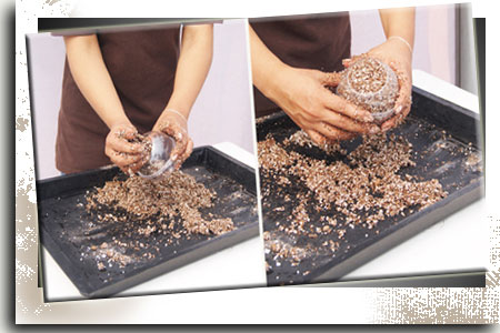 Llenando Maceta con Peat Moss