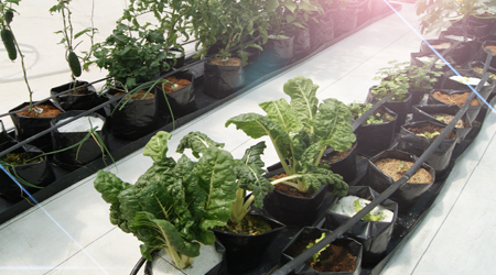 Luz para las Plantas Hidroponía