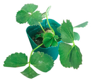 trasplante de planta de fresa en maceta