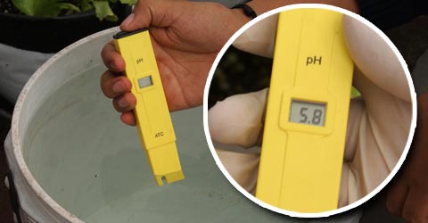 Guía: Como regular el pH de tu solución con los AquAcid.