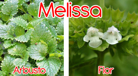 Melissa para elaboración de repelente orgánico