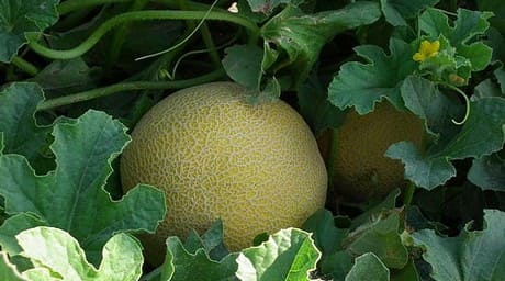 cultivo de melon