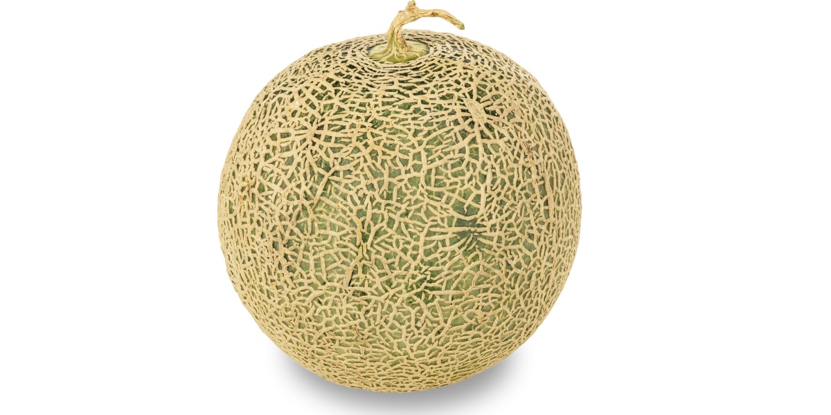 Melon cantalupo