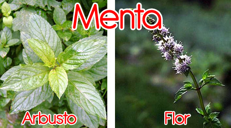 Menta para elaboración de repelente orgánico