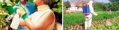 Mochila Agrícola y Aspersor Casero aplicación de Insecticidas en cultivos