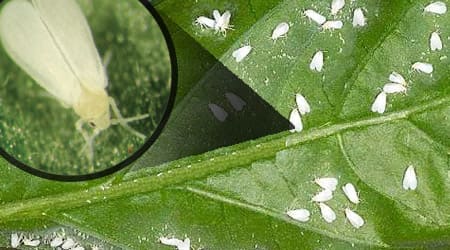 mosquita blanca