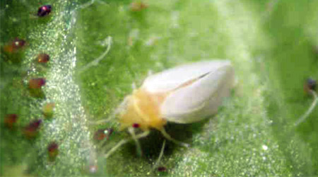 Mosquita Blanca