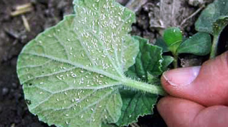 Mosquita Blanca