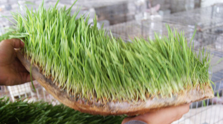 Tapete Radicular