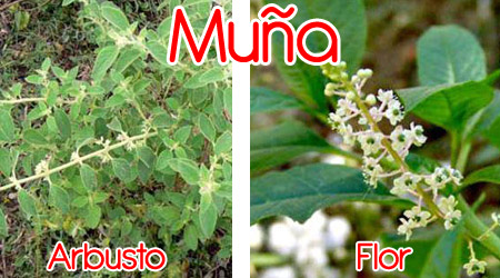 Muña para elaboración de repelente orgánico