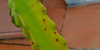 Enfermedades en el Cultivo de Pitahaya: Prevención y Tratamiento