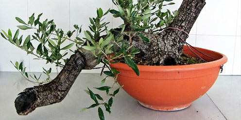 Guía: Cultivo de plantas y hortalizas por acodo.