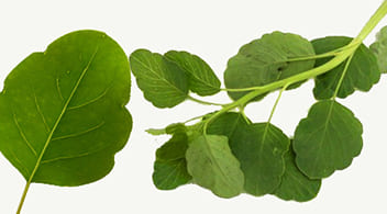 Papalo