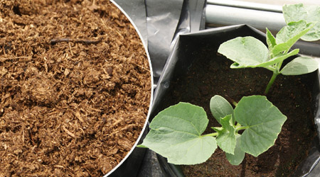 Peat Moss