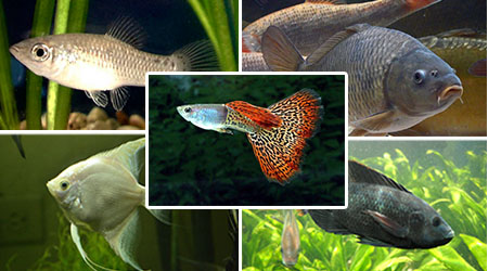 Peces en la Acuaponia