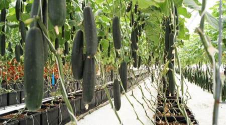 Pepino en fibra de coco hidroponia