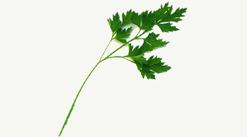 Perejil