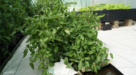 Guía: Requerimientos básicos para las plantas