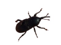 picudo insecto