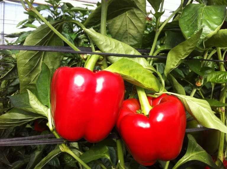 pimiento morron