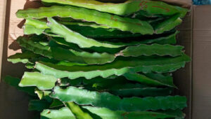 Esquejes caja de pitahaya