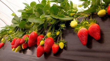 Trasplante de Fresas: Consejos Cruciales