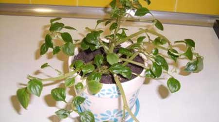 Planta Triste