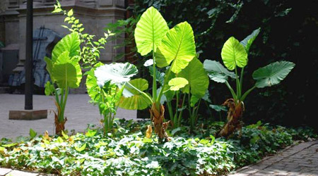 La luz en las plantas