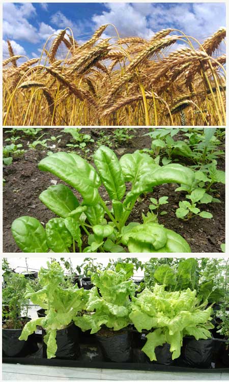 Plantas Días Largos