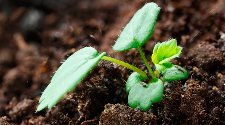 trsasplante de fresas brote de una plantula de fresa