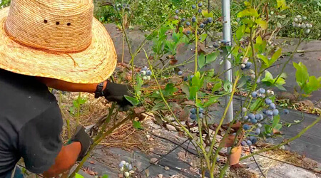 Poda en el Cultivo de arándano