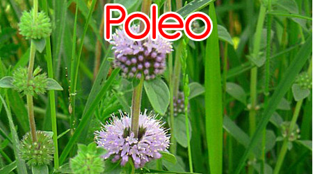 Poleo para elaboración de repelente orgánico