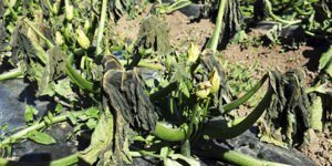 Efectos del frio en cultivo