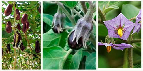 Cultivo de Berenjena Hidropónica: Paso a Paso